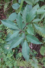 Turpinia ternata