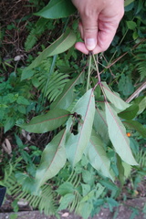 Turpinia ternata