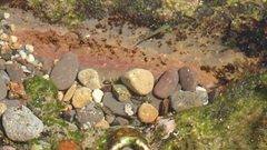 Bathygobius cocosensis