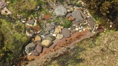 Bathygobius cocosensis