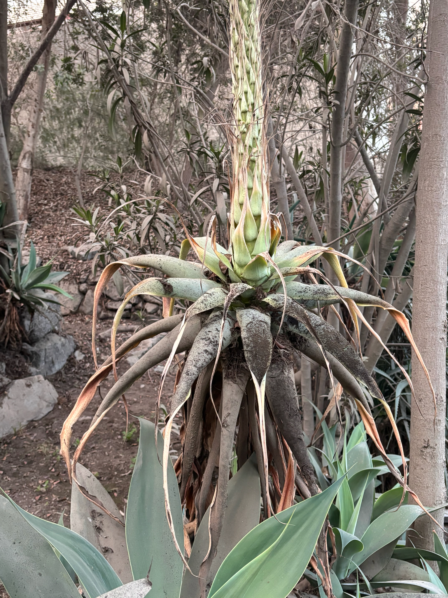 Imagem de Agave-dragão