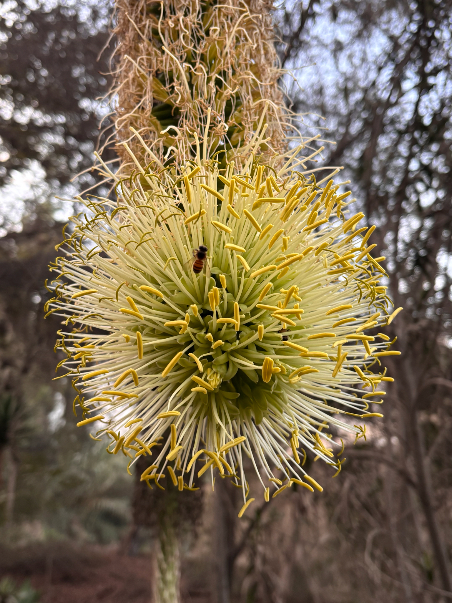 Imagem de Agave-dragão