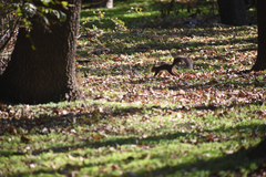 Sciurus vulgaris
