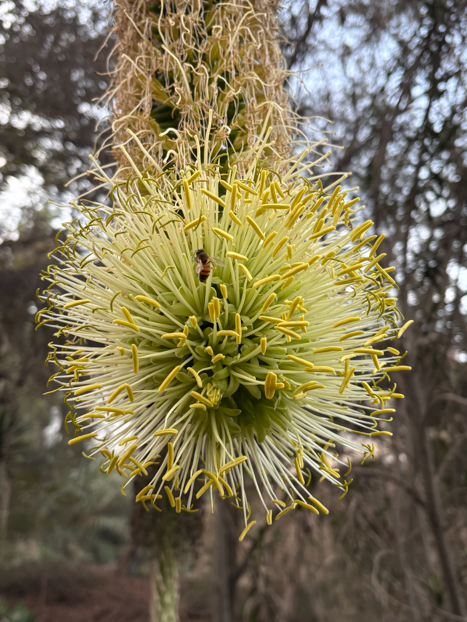 Imagem de Agave-dragão