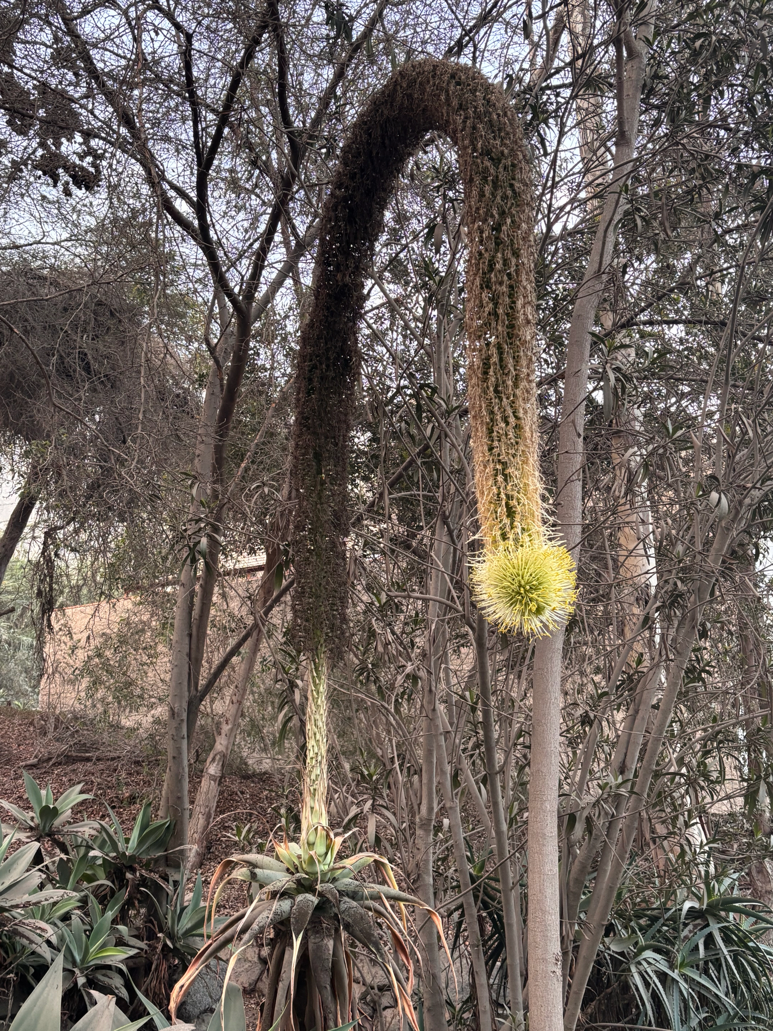 Imagem de Agave-dragão