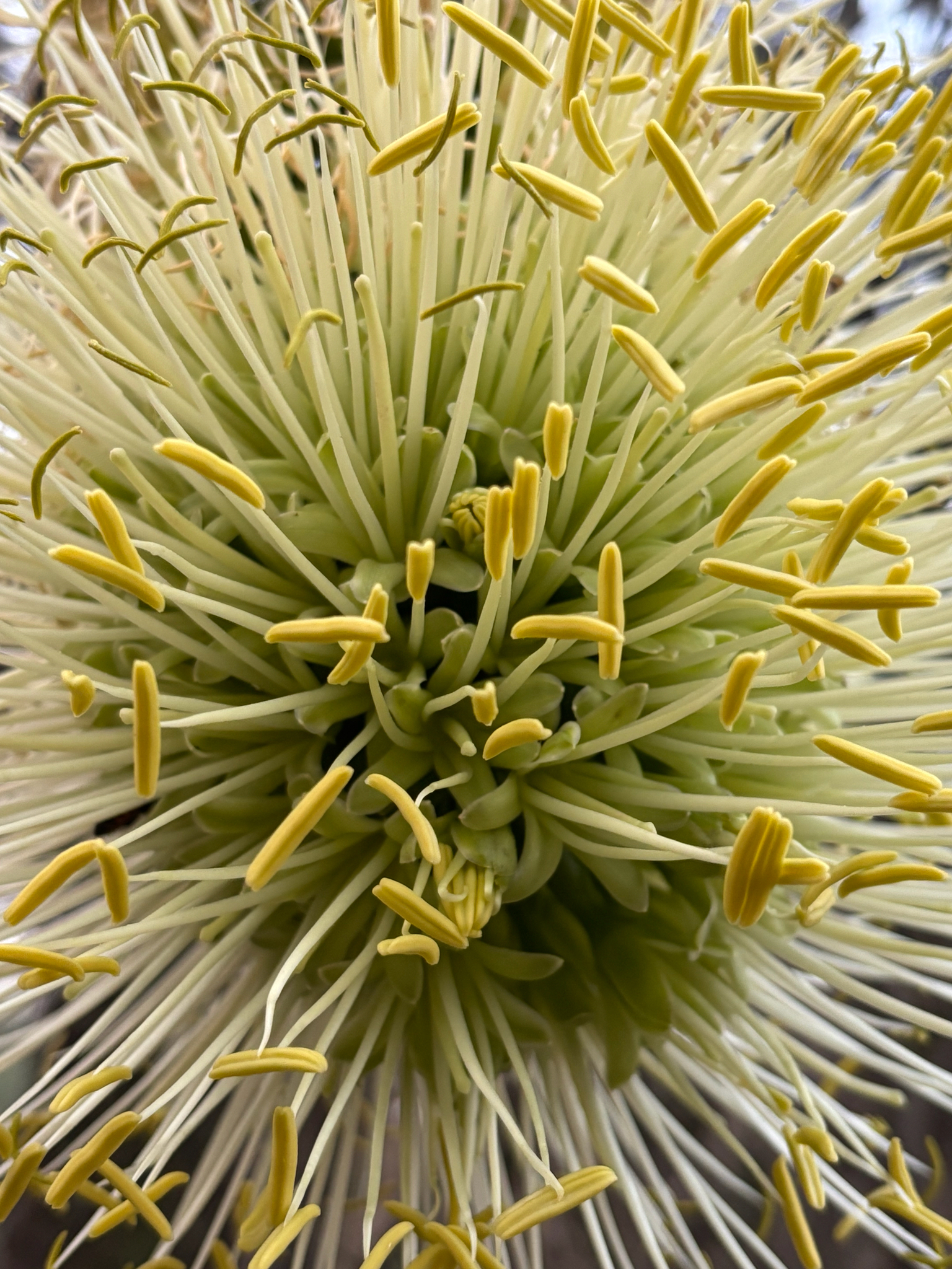 Imagem de Agave-dragão