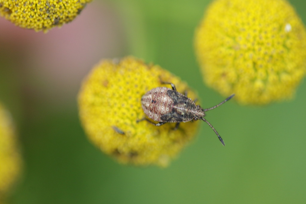 Stictopleurus crassicornis
