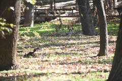 Garrulus glandarius
