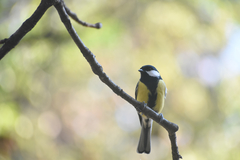Parus major