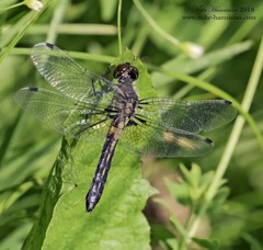 Leucorrhinia frigida
