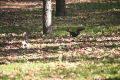 Sciurus vulgaris