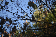 Garrulus glandarius