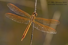 Libellula auripennis