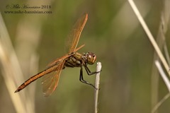 Libellula auripennis