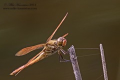 Libellula auripennis