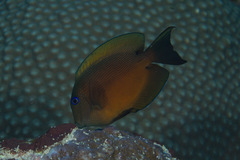 Ctenochaetus binotatus