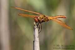 Libellula auripennis