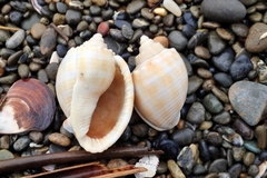Phalium bandatum