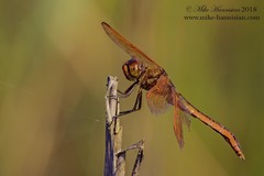 Libellula auripennis