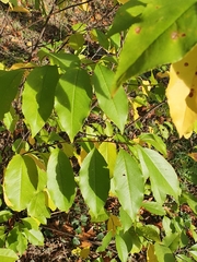 Prunus serotina
