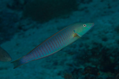 Hologymnosus doliatus