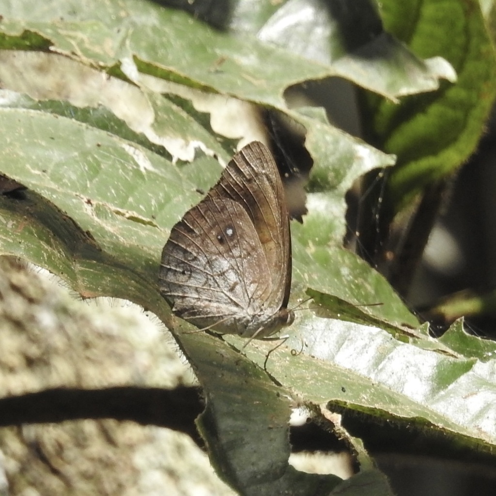 Eunica veronica