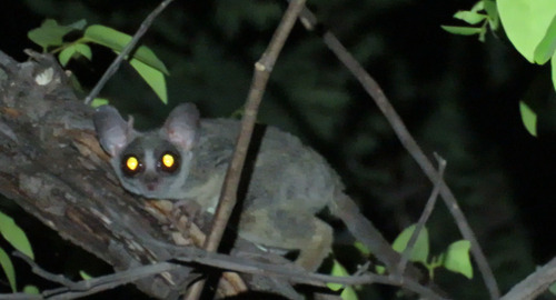 Northern Lesser Galago