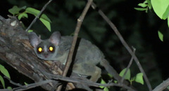 Senegal Bushbaby photo 4