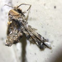 Eutelia adulatricoides