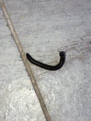 Leptogoniulus sorornus