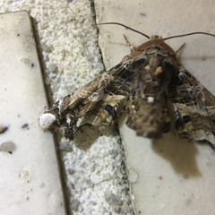 Eutelia adulatricoides
