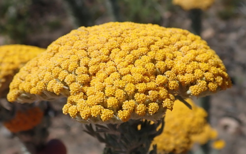 Image of Athanasia pinnata by (c) Nicola van Berkel, some rights reserved (CC BY-SA)