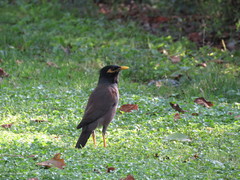 Acridotheres tristis