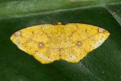 Periclina rumiaria