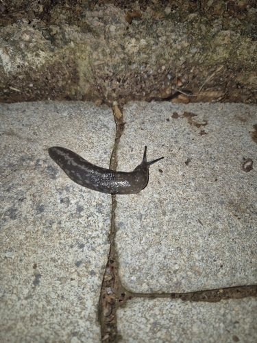 Limacus flavus