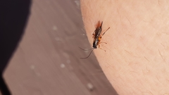 Pimpla annulipes