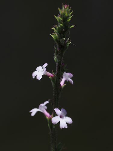 red hills vervain (Verbena californica)