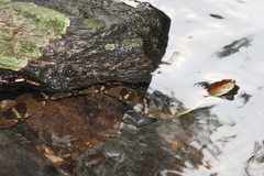 Trimerodytes aequifasciatus
