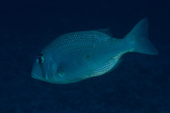 Gymnocranius superciliosus