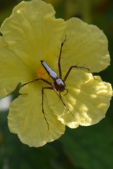 Oxyopes