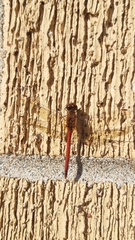 Sympetrum vicinum