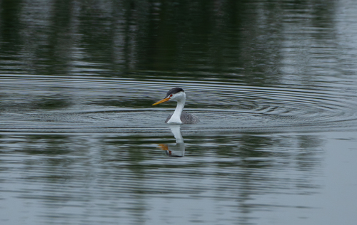 iNaturalist observation photo of Clark's Grebe