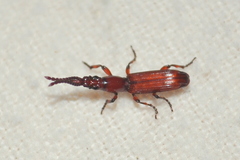 Amorphocephalina