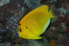 Apolemichthys trimaculatus