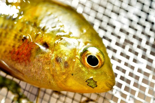 Pretty acara (Australoheros scitulus) — Cichlidae — 3