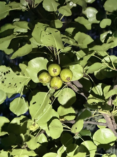 Pyrus ussuriensis, photograph 5
