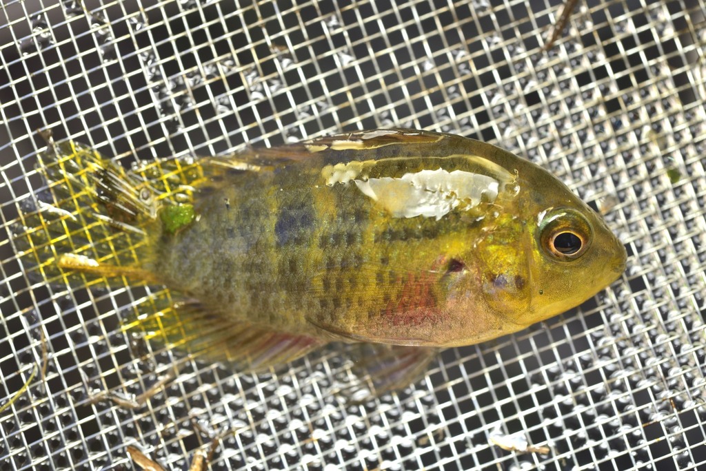 Pretty acara (Australoheros scitulus) — Cichlidae