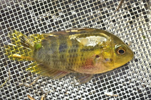 Pretty acara (Australoheros scitulus) — Cichlidae