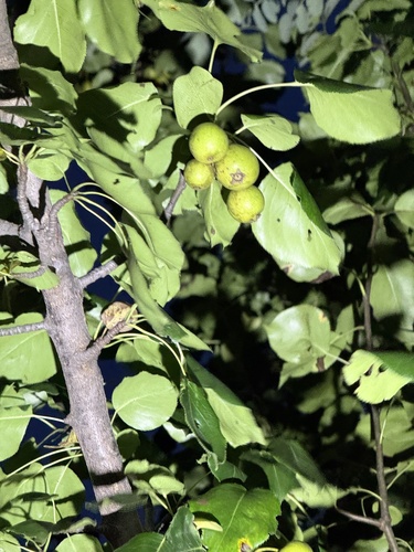 Pyrus ussuriensis, photograph 6