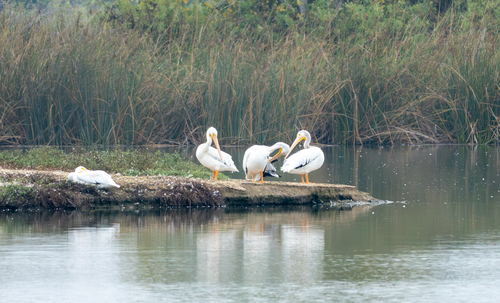iNaturalist observation photo of American White Pelican